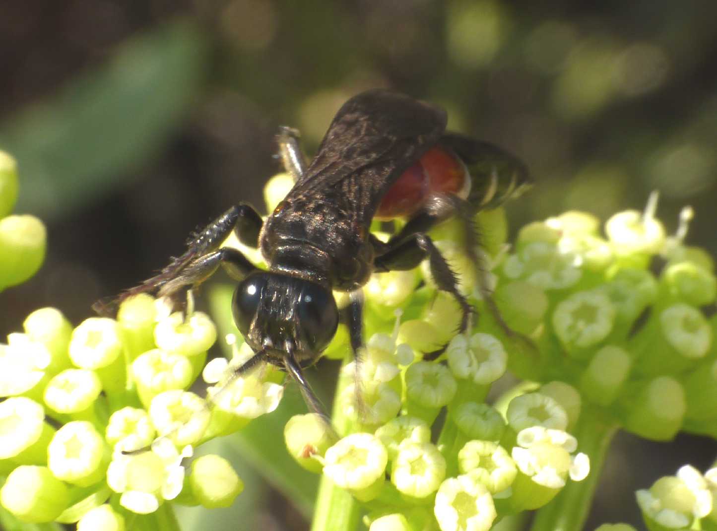 Pompilidae? No. Larra anathema (Crabronidae)